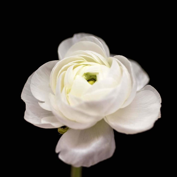 White Ranunculus Flower Nature And Floral Photograph Tracey Capone