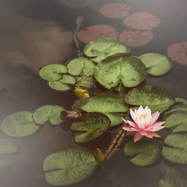 Art Photography Pink Water